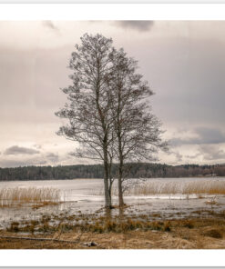 Serene Reflections