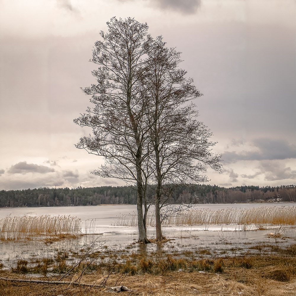 Serene Reflections