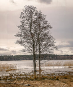 Serene Reflections
