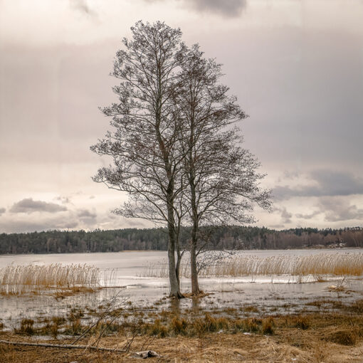 Serene Reflections