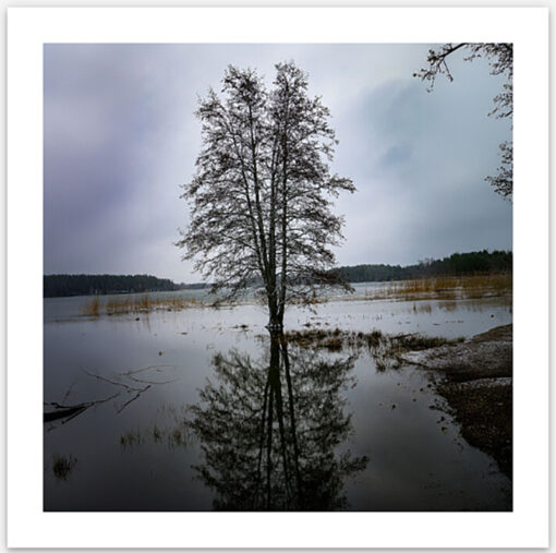 Solitary Reflection