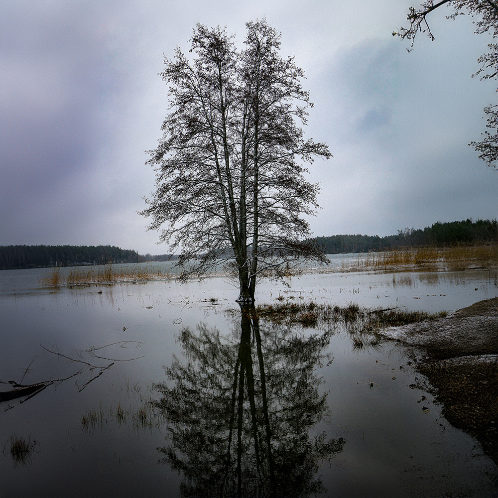 Solitary Reflection