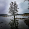 Solitary Reflection