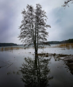 Solitary Reflection