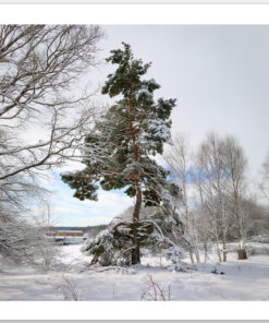 Winter's Embrace