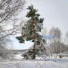Winter's Embrace