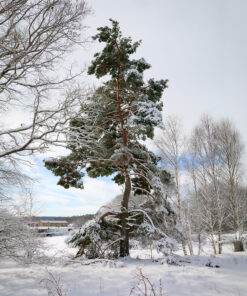Winter's Embrace
